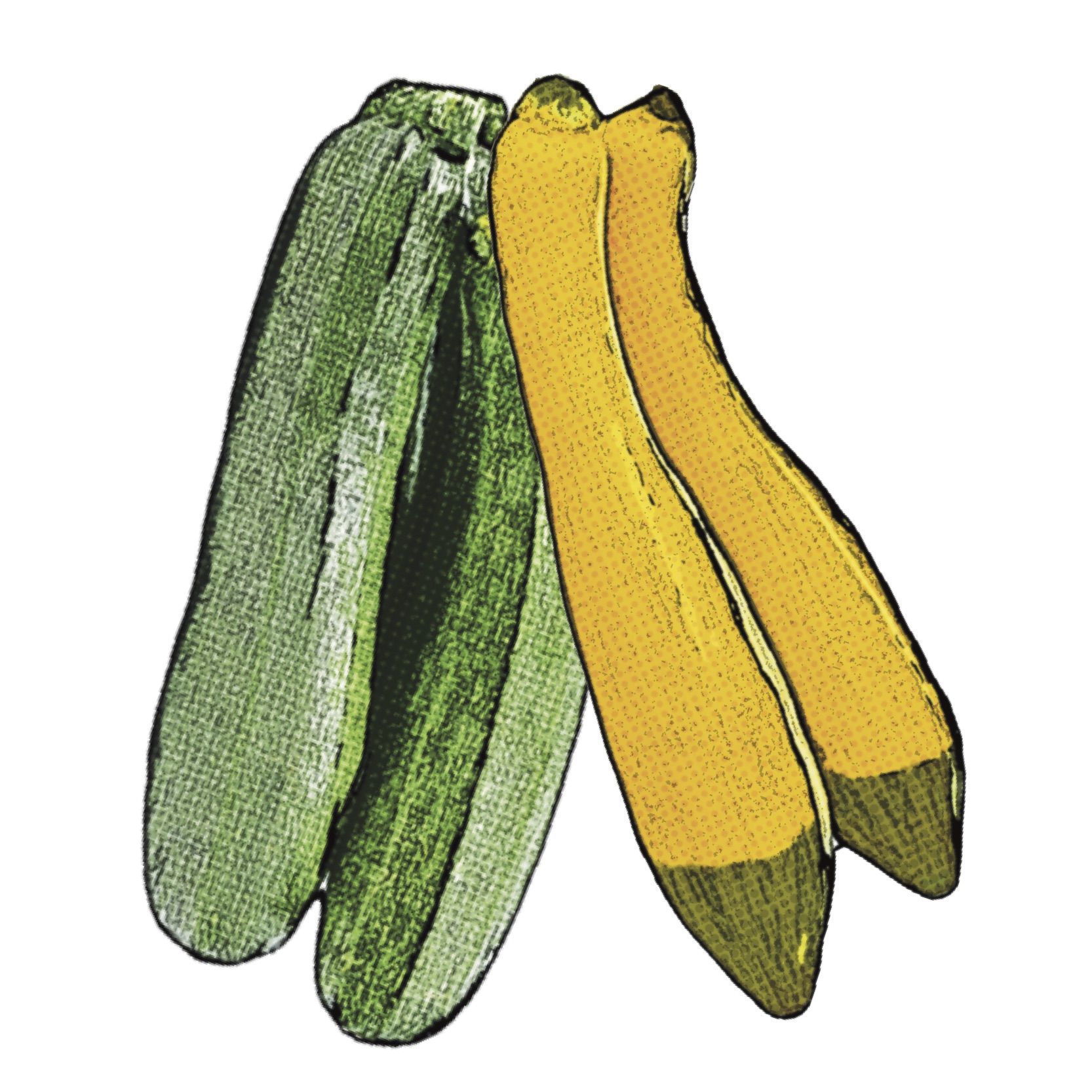 yellow squash clip art